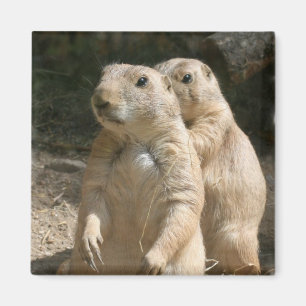 Prairie Dog Photo Square Magnet Magneet