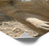 Prairie Dog Poster Print (Hoek)