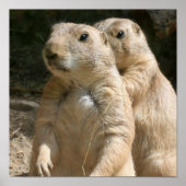 Prairie Dog Poster Print (Voorkant)