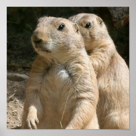 Prairie Dog Poster Print (Voorkant)