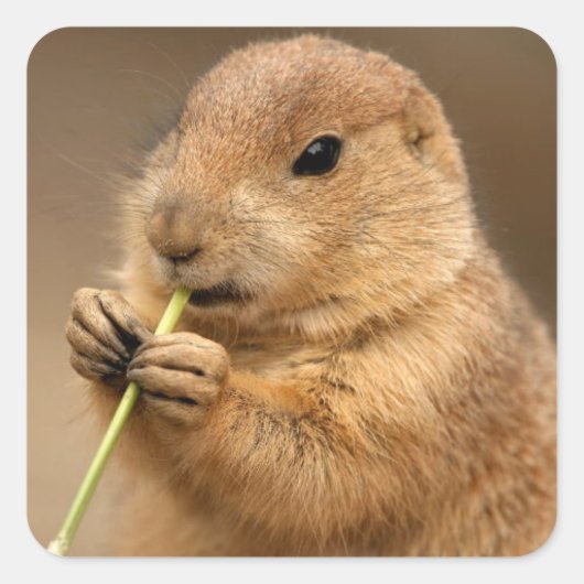 Prairie Dog sticker (Voorkant)