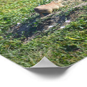 Prairie Dog Trio, Badlands National Park, Zuid-Afr Poster (Hoek)