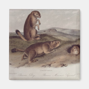 Prairie Dog uit 'Quadrupeds of North America' Magneet