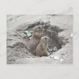 Prairie Dogs Briefkaart