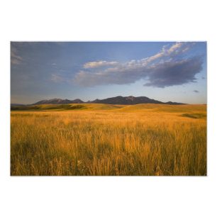 Prairie graslanden in de uitlopers van de foto afdruk