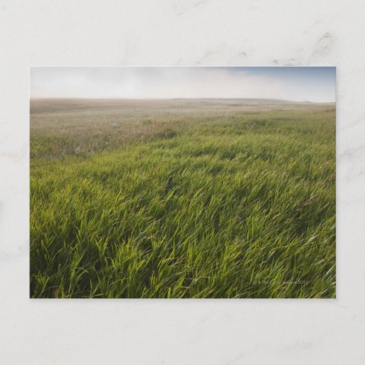 Prairie Grass Briefkaart (Voorkant)