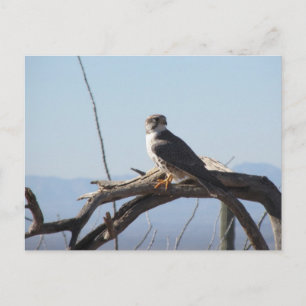 Prairie Hawk Briefkaart