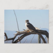 Prairie Hawk Briefkaart (Voorkant)