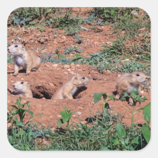 Prairie Hond Pups Vierkante Sticker (Voorkant)