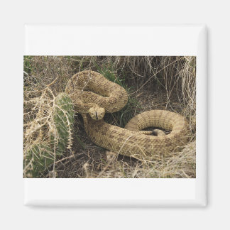 Prairie ratlesnake met cactus magneet