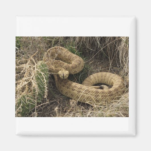 Prairie ratlesnake met cactus magneet (Voorkant)