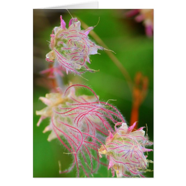 Prairie Smoke (Voorkant)