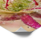 Prairie Smoke in de regen in Theodore Poster (Hoek)