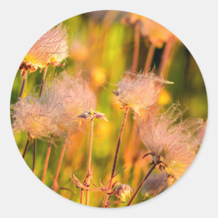 Prairie Smoke Wilde Bloemen In Espenbosje Ronde Sticker