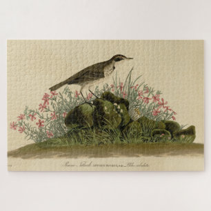 Prairie Titlark (Pipit) Audubon's Birds of America Legpuzzel