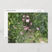 Prairie Uitzichten Briefkaart (Voorkant / Achterkant)