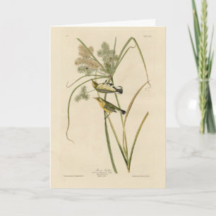 Prairie Warbler uit Audubon's Vogels van Amerika Kaart