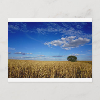 Prairie Wheat and sky Briefkaart