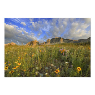 Prairie-wildbloemen bij Windy Creek in de Many Foto Afdruk