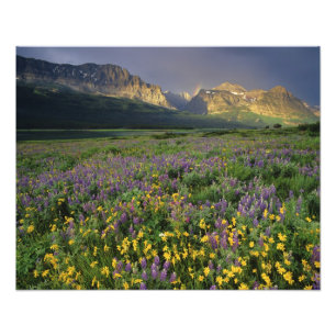 Prairie-wildebloemen vullen weide bij meer foto afdruk