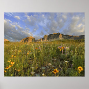 Prairie Wildflower in Vele gletsjervallei Poster