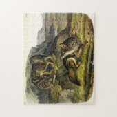 Prairie Wolf (Coyote) van Audubon's Quadrupeds Legpuzzel (Verticaal)