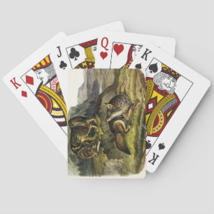 Prairie Wolf (Coyote) van Audubon's Quadrupeds Pokerkaarten
