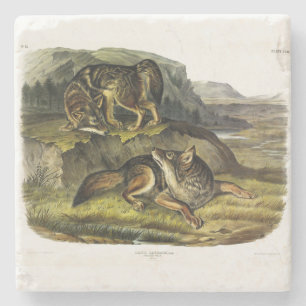 Prairie Wolf (Coyote) van Audubon's Quadrupeds Stenen Onderzetter