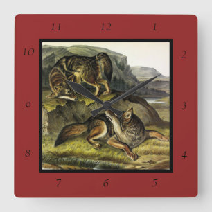 Prairie Wolf (Coyote) van Audubon's Quadrupeds Vierkante Klok