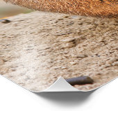 Prairiehond Foto Afdruk (Hoek)