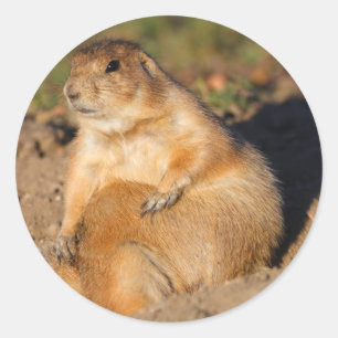 prairiehond ronde sticker