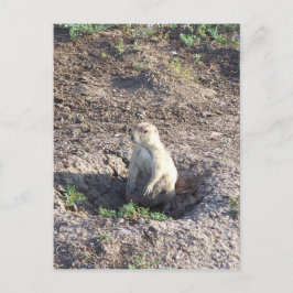 prairiehond, wilde dieren, schattig ritter, Wichit Briefkaart