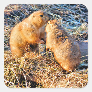 PRAIRIEHONDEN VIERKANTE STICKER