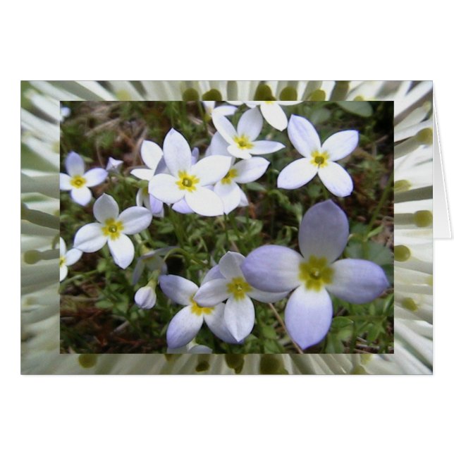 prairies infinies (Devant horizontal)