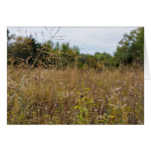 Prairies surcultivées