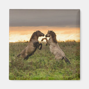 Prancen wild paarden magnet magneet