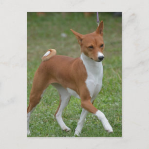 Prancing Basenji Dog Briefkaart