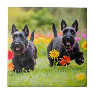 Prancing Schotse Terriers in gras en bloemen Tegeltje