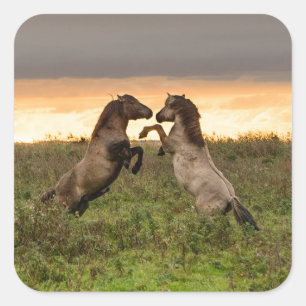 Prancing wilde paarden vierkante sticker
