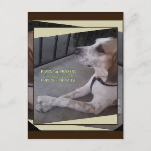 Prayer Dog Paws Briefkaart