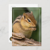Prayerful Chipmunk Briefkaart (Voorkant / Achterkant)