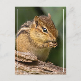 Prayerful Chipmunk Briefkaart
