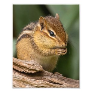 Prayerful Chipmunk Foto Afdruk