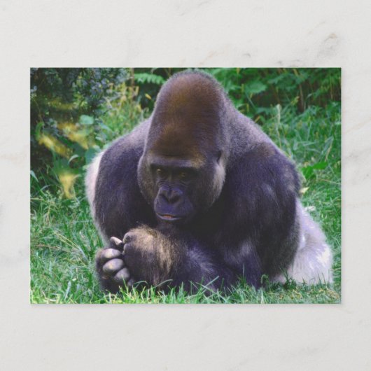 Praying Gorilla Post Card Briefkaart (Voorkant)