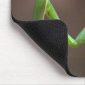 Praying Mantid Muismat (Hoek)