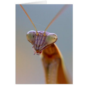 Praying Mantids