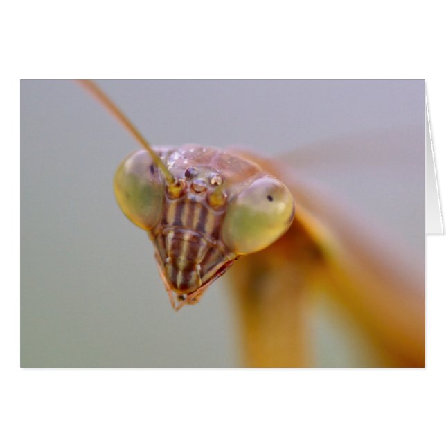 Praying Mantids (Voorkant Horizontaal)