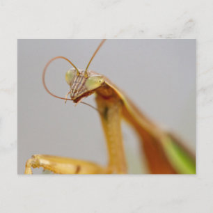 Praying Mantids Briefkaart