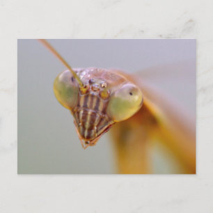 Praying Mantids Briefkaart
