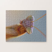 Praying Mantids Legpuzzel (Horizontaal)